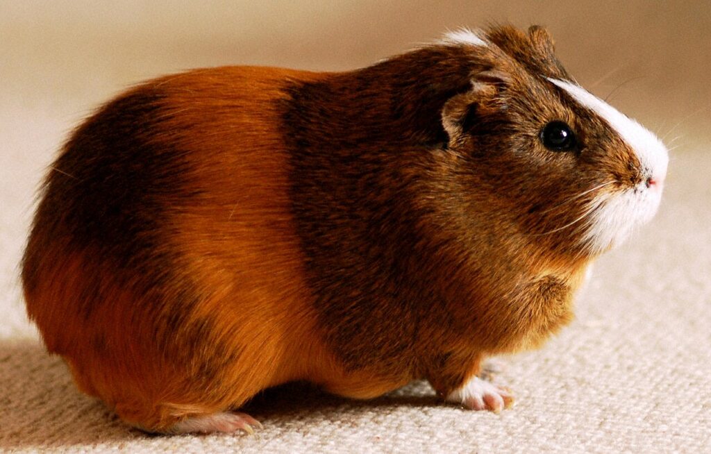 un joli cochon d'inde